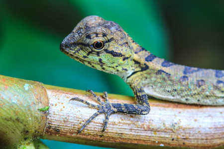 Green crested lizard, black face lizard, tree lizard on treeの写真素材