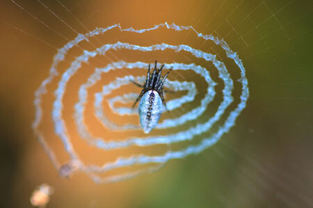 Beautiful Spider on the web in forestの写真素材