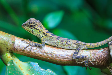 Green crested lizard, black face lizard, tree lizard on tree