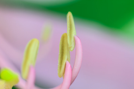 close up pollen of Butterfly Tree, Orchid Tree, Purple Bauhinia on white backgroundの写真素材