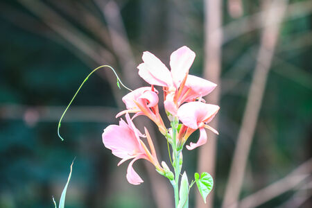 pink canna flower close up  in gardenの写真素材