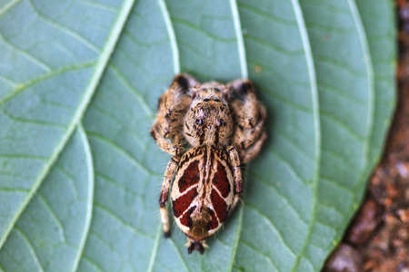spider in forest, abstract in nature backgroundの写真素材