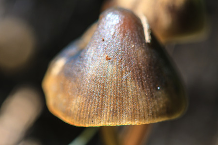 mushrooms growing on a live tree in the forestの写真素材