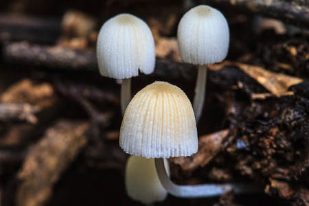 mushrooms growing on a live tree in the forest