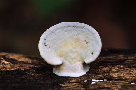 mushrooms growing on a live tree in the forestの写真素材