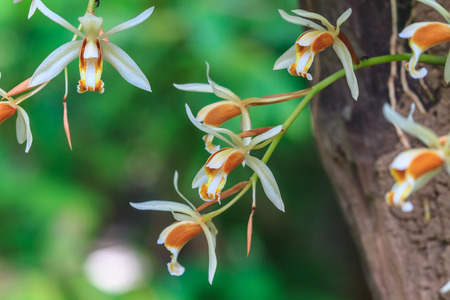 Coelogyne trinervis orchids, wild orchids in forest of Thailandの写真素材