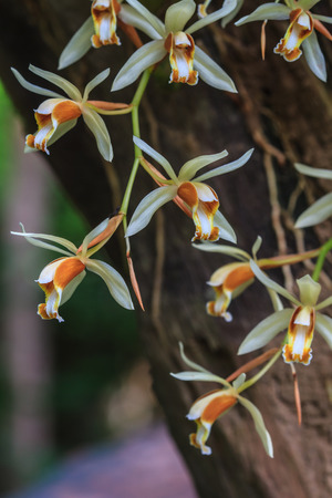 Coelogyne trinervis orchids, wild orchids in forest of Thailandの写真素材