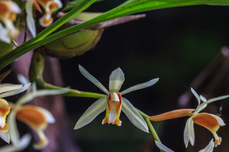 Coelogyne trinervis orchids, wild orchids in forest of Thailandの写真素材