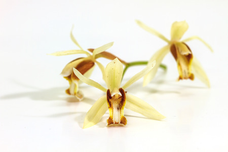 Coelogyne trinervis orchids, wild orchids on white backgroundの写真素材