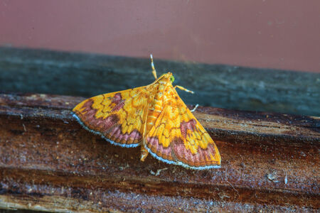 Close up of moth,night butterfly,Beautiful Insectの写真素材