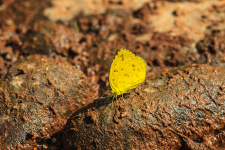 Beautiful Butterfly on ground in a forestの写真素材