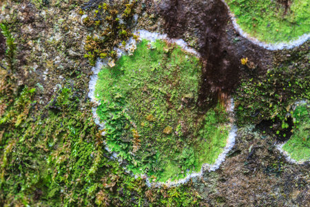 Nature background texture of colored Lichen on stoneの写真素材