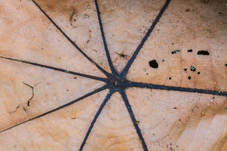 Abstract green leaf texture for background, close up natureの写真素材
