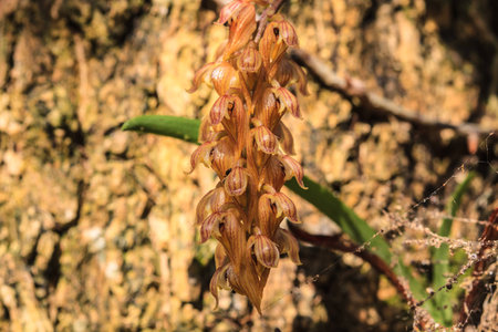 Bulbophyllum tricorne Rare species wild orchids in forest of Thailand, This was shoot in the wild natureの写真素材