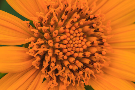close up Mexican Sunflower Weed in garden, summer Thailandの写真素材