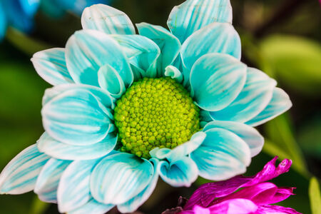beautiful wild flower, nature flower on backgroundの写真素材