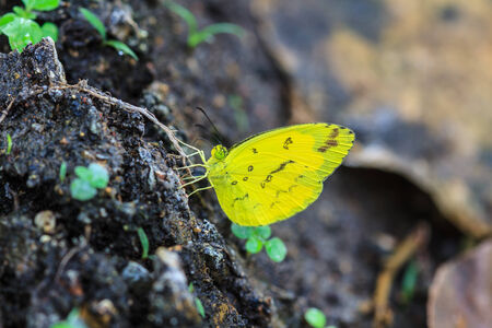 Beautiful Butterfly on ground in a forestの写真素材