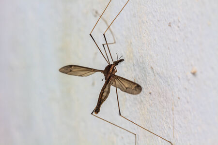 insect daddy longlegs close up  in forestの写真素材