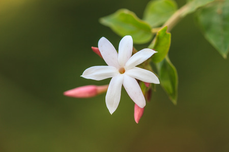 White Jasmine flowers on tree in gardenの写真素材