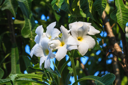 white and yellow frangipani flowers with leavesの写真素材