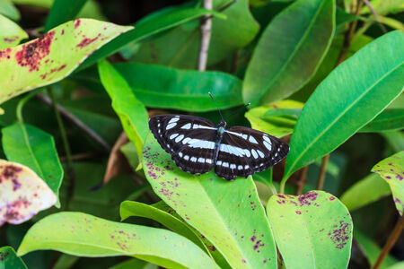 Beautiful Butterfly on leaf in a forestの写真素材