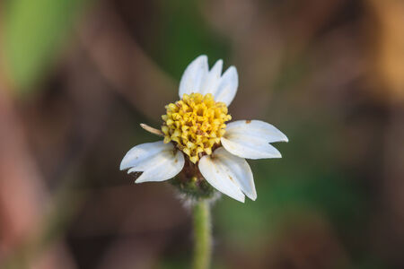 beautiful wild flower in forest, nature backgroundの写真素材