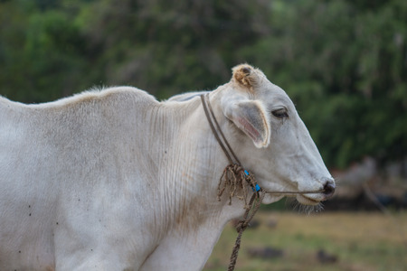 cow eating grass at the field in summerの写真素材