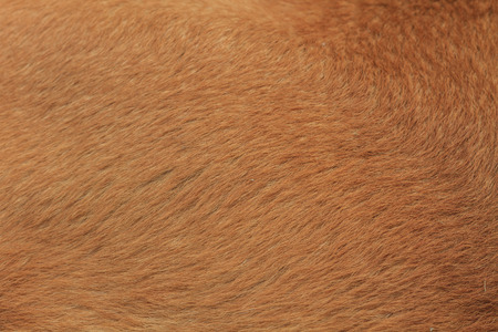 Close up of a Dog fur background