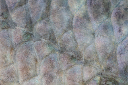 Scales of fresh water fish close upの写真素材
