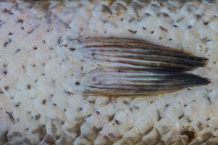 Scales of fresh water fish close upの写真素材