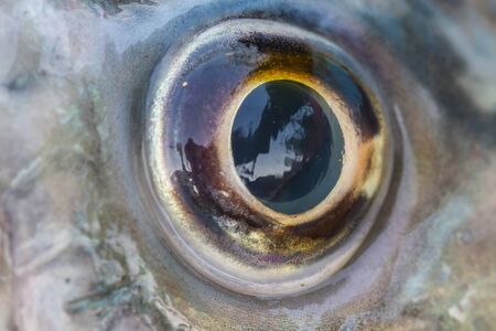 Fish Eye Close Up of fresh water fish
