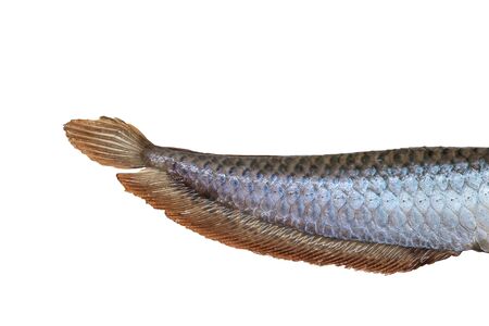 Tail of Arowana fish (Osteoglossum biccirhosum) isolated on white background