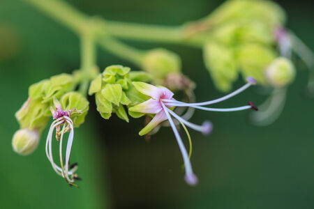 beautiful wild flower in forest, nature backgroundの写真素材