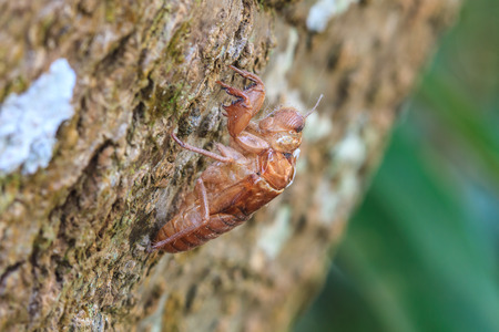 cicada shell which leave on the tree,insect from Thailand