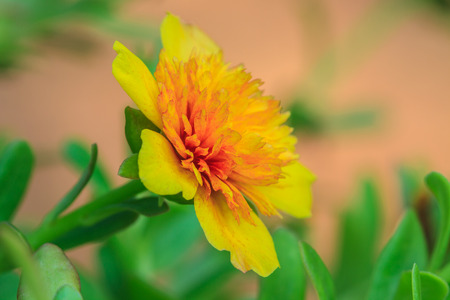 Portulaca flowers at the garden in morningの写真素材