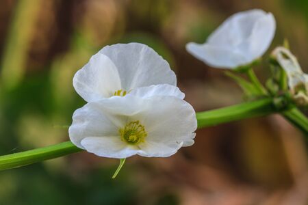 Close up Texas mud baby flower on backgroundの写真素材