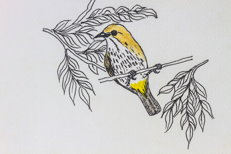 The original drawing of birds on white paperの写真素材