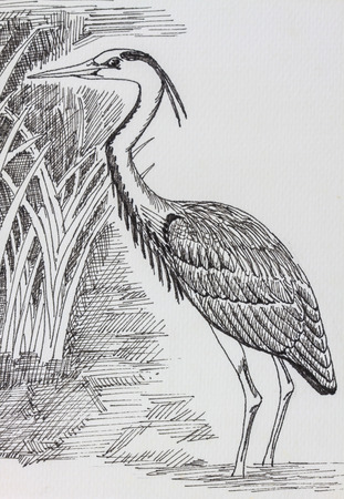 The original drawing of birds on white paperの写真素材