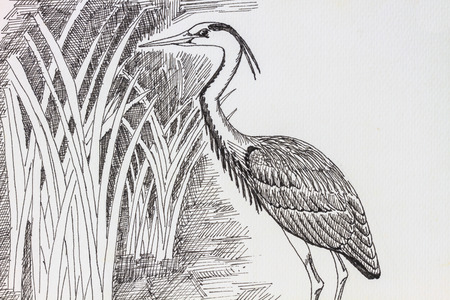 The original drawing of birds on white paperの写真素材