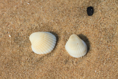 sea shells with sand as background