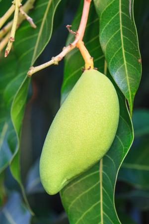 Close up of mangoes on a mango treeの写真素材