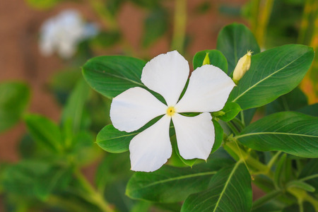 Madagascar periwinkle; Vinca; Periwinkle ( Catharanthus roseus (L.) G. Don ) in gardenの写真素材