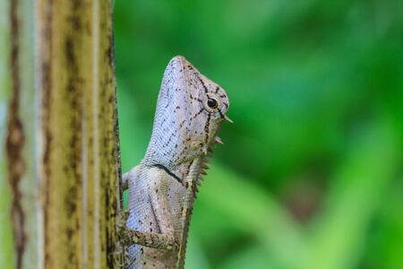Green crested lizard, black face lizard, tree lizard on treeの写真素材