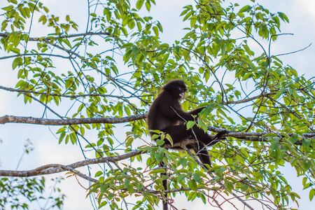 Langur sitting on tree branch,  Banded surili or Tenasserim Langur, Presbytis femoralisの写真素材