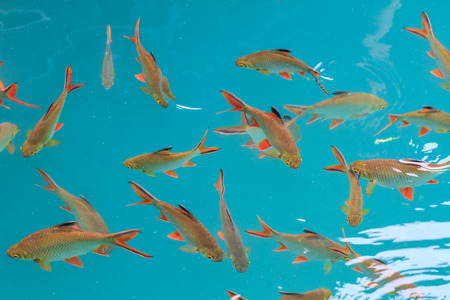 Fish in clear water view from above, lake in Thailandの写真素材