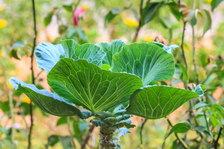 Close up Chinese kale in the garden