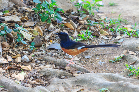 White-Rumped Shama in forest,  birdwatching in natureの写真素材