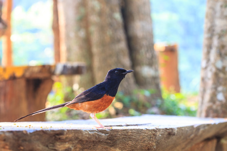 White-Rumped Shama in forest,  birdwatching in natureの写真素材