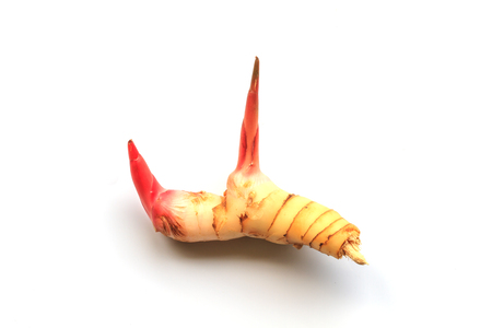 close up Galangal isolated on a white backgroundの写真素材