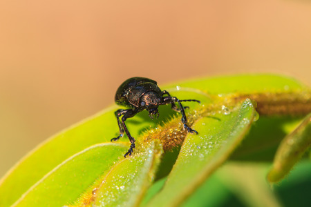 Insect on leaf, beautiful wildlife in nature